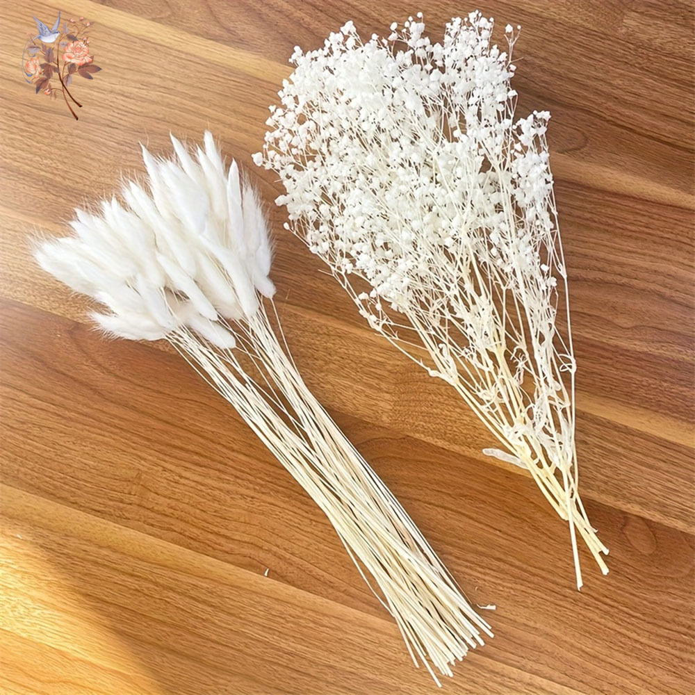 54Pcs White Dried Flower Brida - Baby Breath Dried review and price