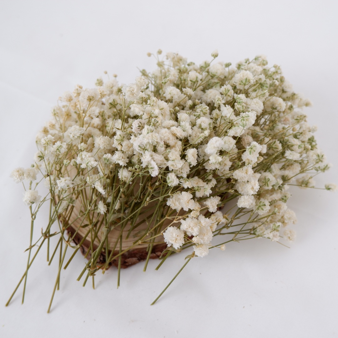 Dried Flowers White Mini Dried - Baby Breath Dried review and price