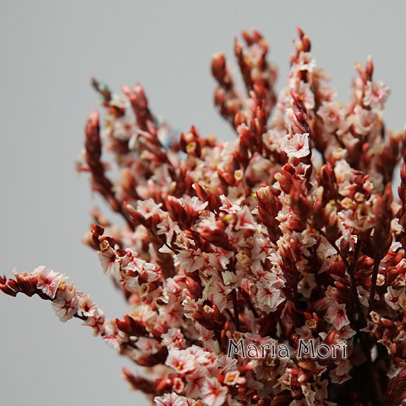 5g/ Colorful Dired Preserved C - Baby Breath Dried review and price